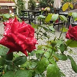Gwuni Mopera - Boutique Hotel Im Zentrum Nahe Oper Und Gewandhaus Hotel apartamentowy